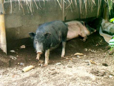 Bawi (babi), binatang ternak yang banyak dipelihara warga Tebango