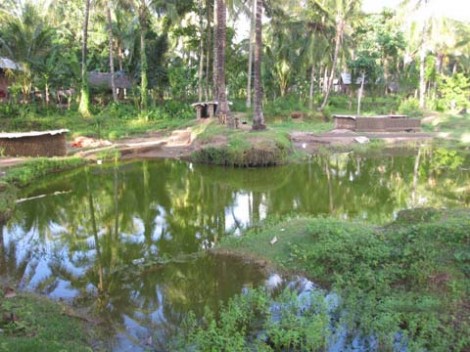 Air kolam terlihat penuh saat musim hujan tiba